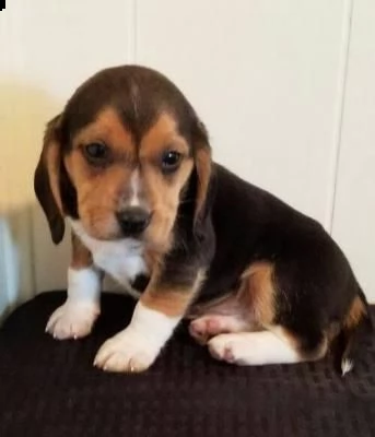 cucciolo di beagle regalo