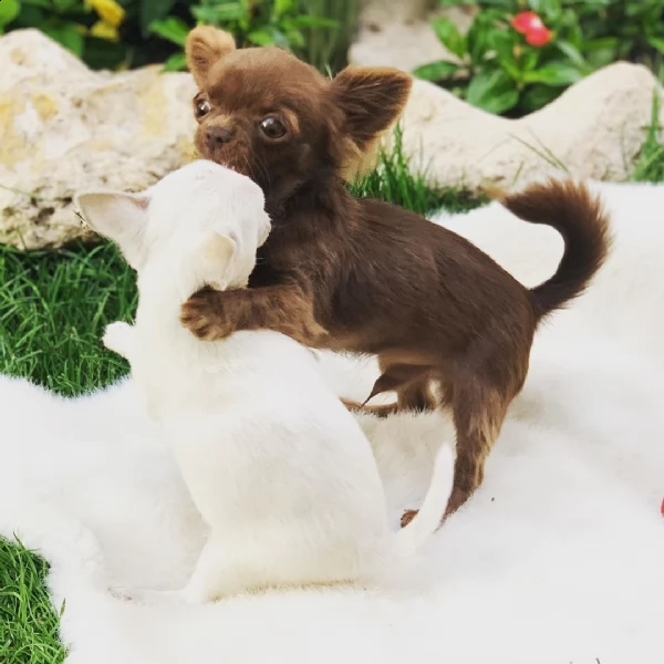 regalo cuccioli di chihuahua mini toy