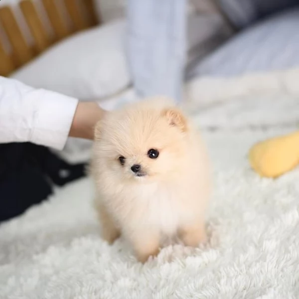 regalo volpino di pomerania italiano cuccioli adorabili volpino di pomerania cuccioli femminucce e