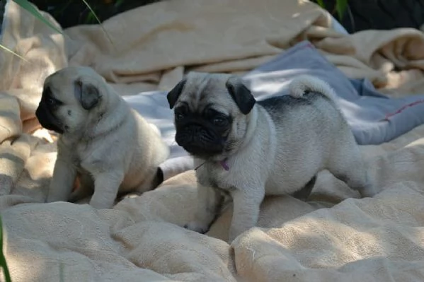 regalo bellissme cuccioli di carlino