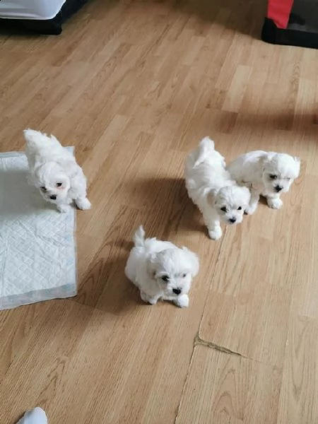 cuccioli maltese mini toy con pedigree