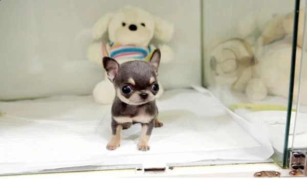 bellissimi cuccioli di chihuahua maschi e femmine in cerca di una nuova casa
