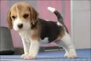 cuccioli di beagle