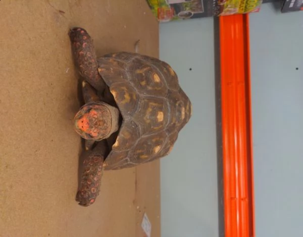 tartarughe red-foot e indian star | Foto 0