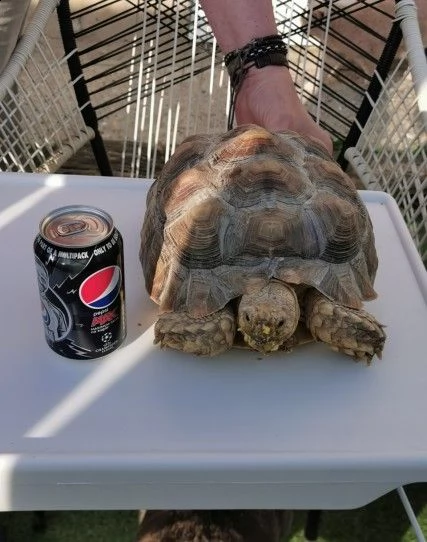 tartarughe red-foot e indian star