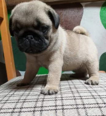 bellissimi cuccioli di carlino
