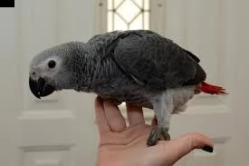 pappagallo grigio africano