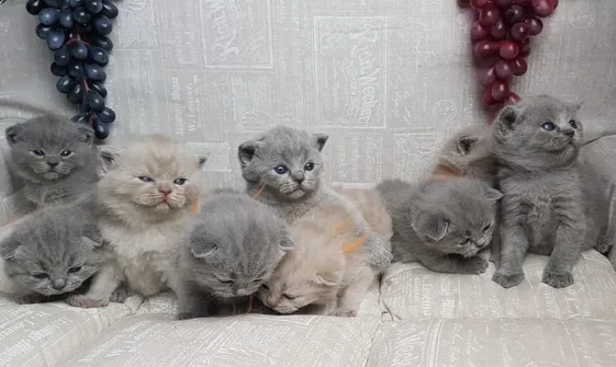 fantastici british shorthair