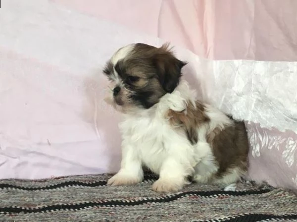 cuccioli di shih tzu maschio e femmina | Foto 1