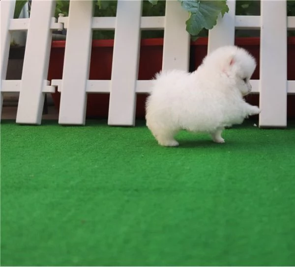 cuccioli pomeranian mini giocattolo.  fantastici cuccioli di pomerania per regalo, di dimensioni mol | Foto 0