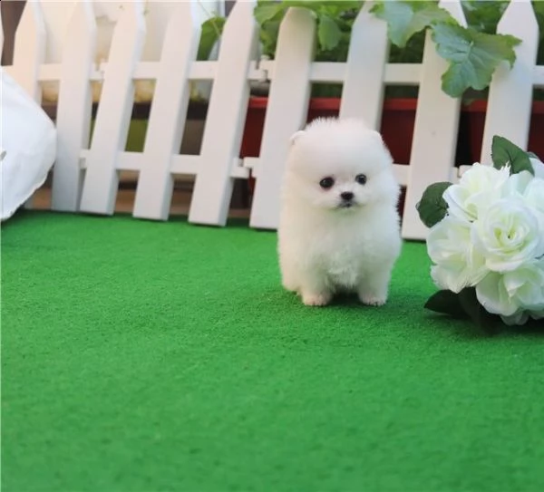 cuccioli pomeranian mini giocattolo.  fantastici cuccioli di pomerania per regalo, di dimensioni mol