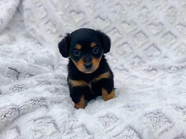 vendita cucciolo cuccioli di bassotto