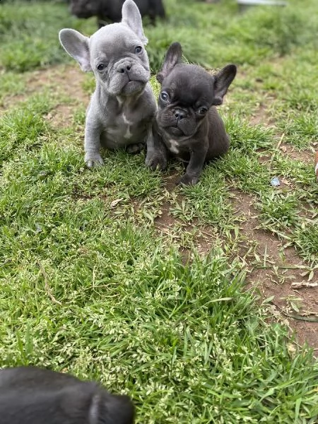 vendita cuccioli bulldog/bouledogue francese con pedigree