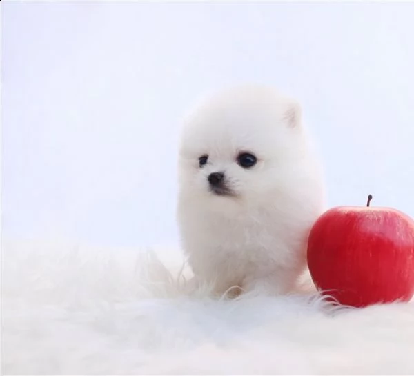 questa piccola principessa è una vera sensazione!  tua mamma è piccola  cagna pomeranian cagna pomer