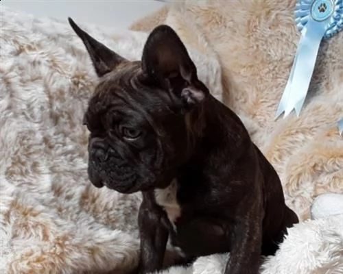 4 cuccioli francesi di bouledogu | Foto 1