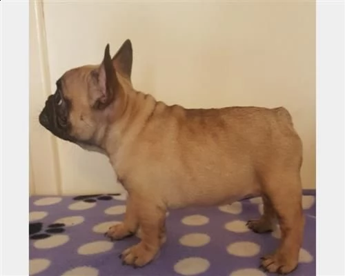 4 cuccioli francesi di bouledogu | Foto 0