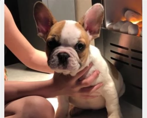 4 cuccioli francesi di bouledogu