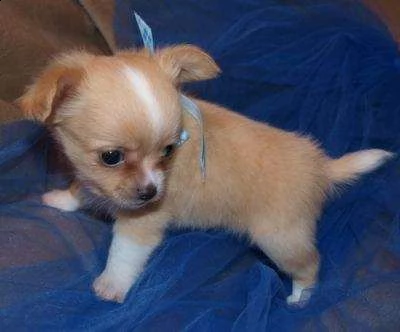 bellissimi cuccioli di chihuahua maschi e femmine in cerca di una nuova casa
