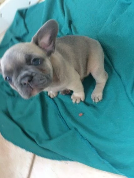adorabili cuccioli di bulldog frances maschi e femmine in cerca di una nuova casa di 90 giorni