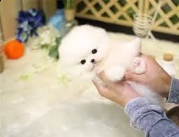 adorabili cuccioli di pomerania maschi e femmine in cerca di una nuova casa di 90 giorni | Foto 0