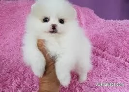 adorabili cuccioli di pomerania maschi e femmine in cerca di una nuova casa di 90 giorni