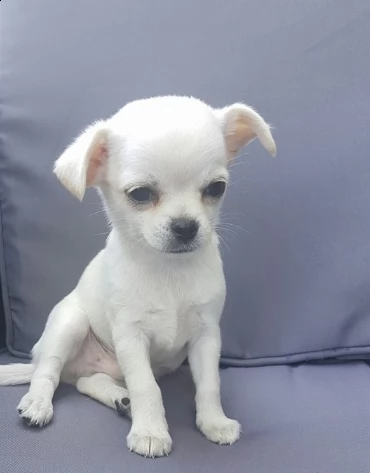chihuahua toy maschio e femmina | Foto 0