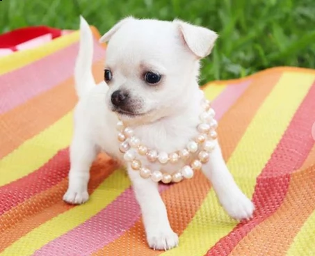 chihuahua toy maschio e femmina