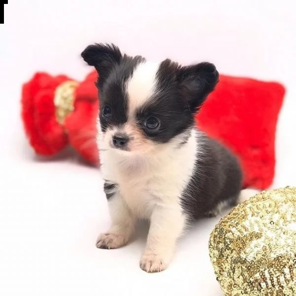 cuccioli di chihuahua in vendita
