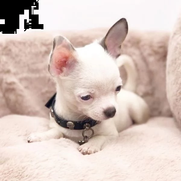 cuccioli di chihuahua in vendita | Foto 0