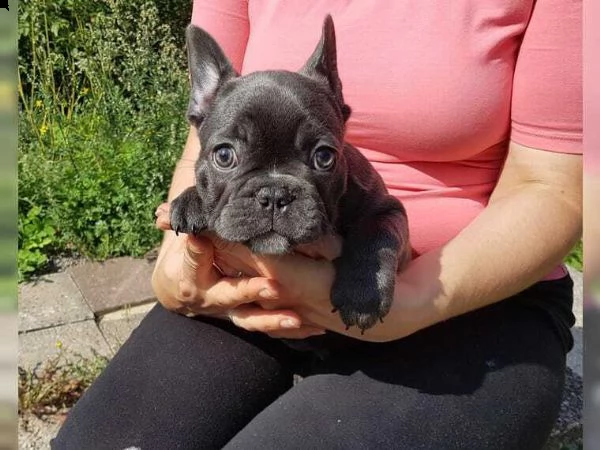 adorabili cuccioli di bulldog frances maschi e femmine in cerca di una nuova casa di 65 giorni