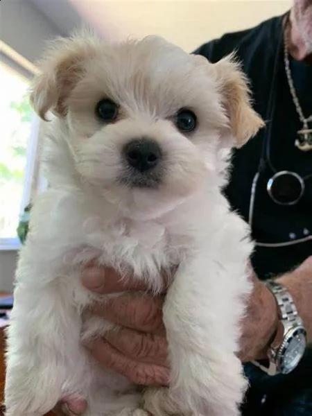 adorabili cuccioli di maltese maschi e femmine in cerca di una nuova casa di 80 giorni.  | Foto 0