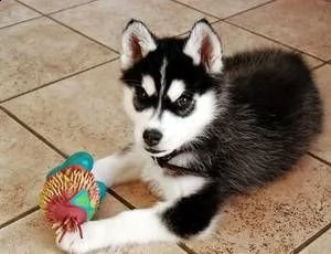 cuccioli di husky 