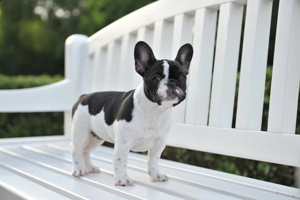 bulldog francese nati in casa