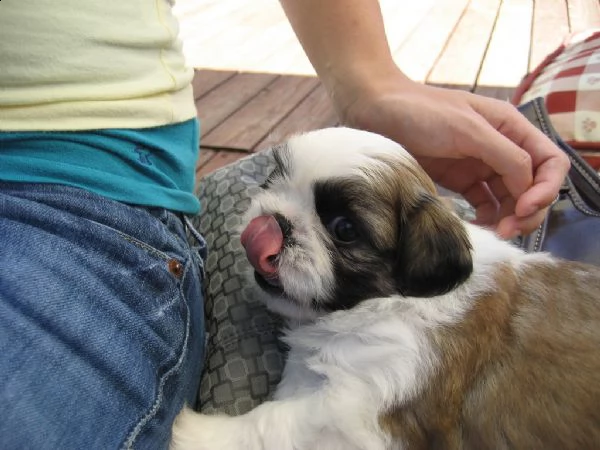 bellissima cucciola shitzu di 2 mesi | Foto 0