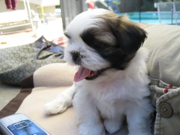 bellissima cucciola shitzu di 2 mesi