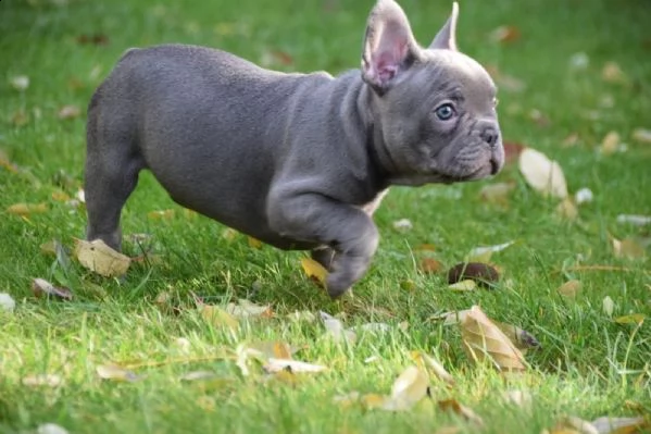 bouledogue francese blu con pedigree | Foto 0