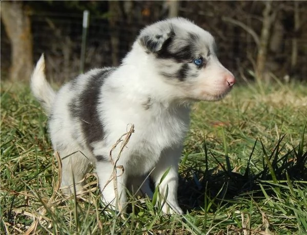 molto urgente !!!  regalo di border collie cucciolo bello e carino.  maschio e femmina pronti per un | Foto 0