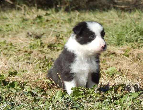 molto urgente !!!  regalo di border collie cucciolo bello e carino.  maschio e femmina pronti per un