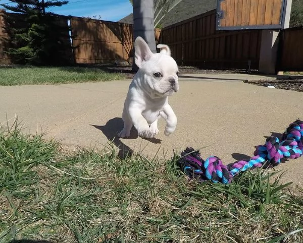 cucciolo bulldog francese - bouledogue | Foto 0