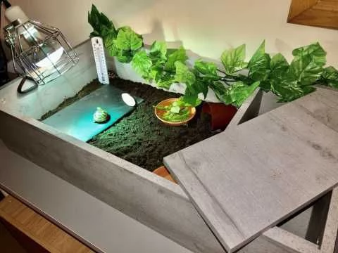 tartarughe di terra della razza hermanni e horsefield | Foto 1