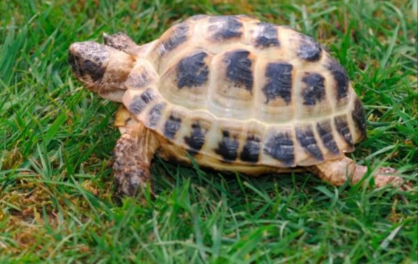 tartarughe di terra della razza hermanni e horsefield | Foto 0