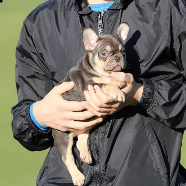 bouledogue francese di 3 mesi