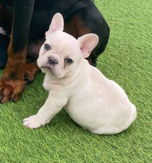 bellissimo cuccioli di bouledogue francese