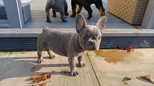 bellissimo cuccioli di bouledogue francese | Foto 0
