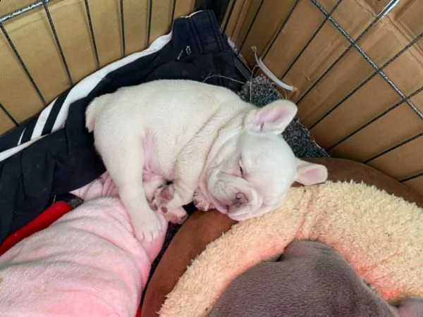 stupendi e meravigliose bouledogue francese | Foto 1