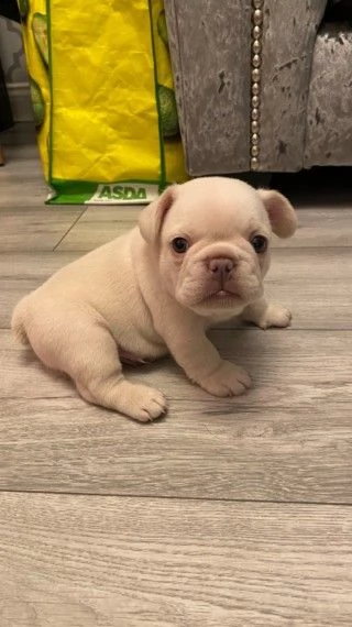 stupendi e meravigliose bouledogue francese | Foto 0