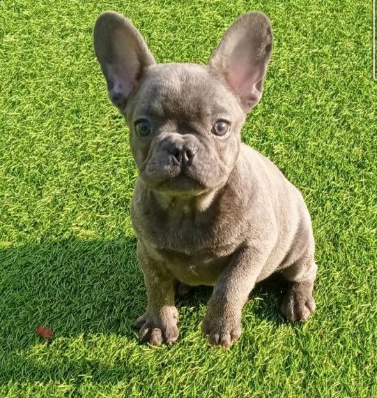 stupendi e meravigliose bouledogue francese