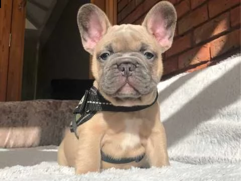 cuccioli piccoli bouledogue francese
