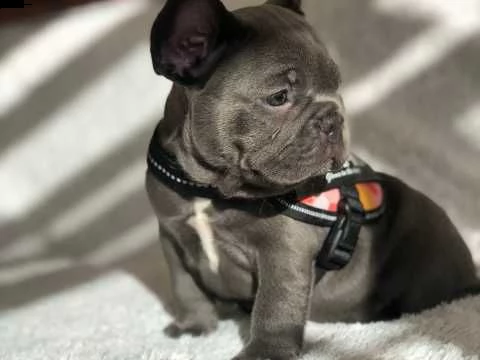 cuccioli piccoli bouledogue francese | Foto 0