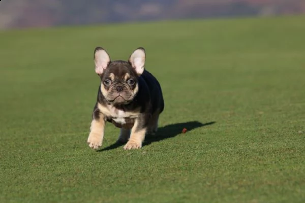 3 mese e 10 giorni di bouledogue francese | Foto 1